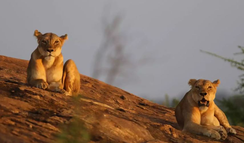 5-Day Tsavo East, Taita Hills Wildlife Sanctuary & Amboseli Safari