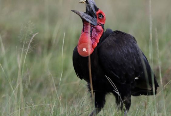 3 Days Ol Pejeta Conservancy