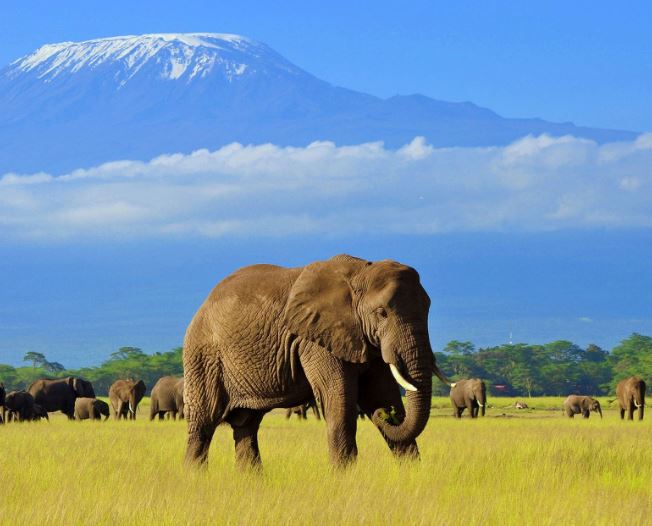 10 Day Kenya & Tanzania Tour