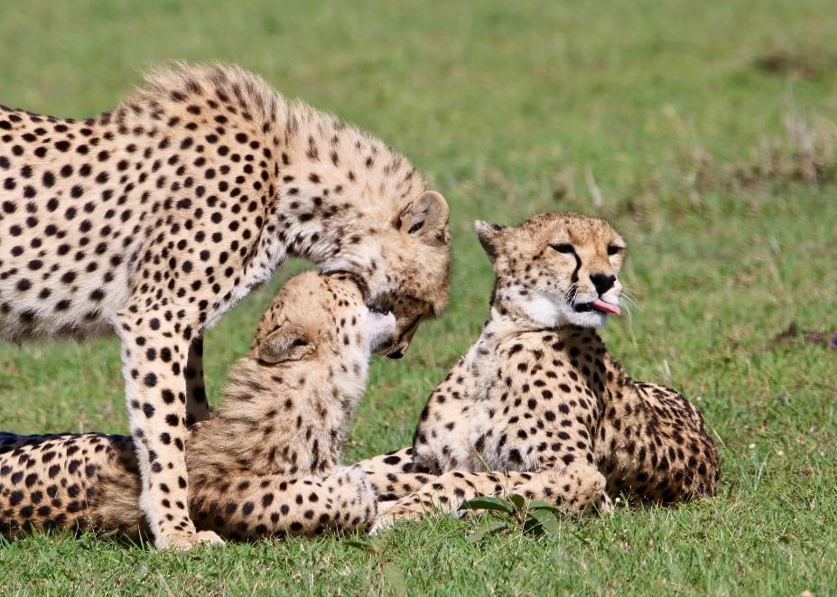 6 Day Masai Mara & Serengeti Tour