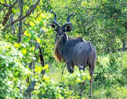 2 Days Lake Mburo National Park Game & Birding Tour