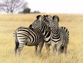 4 Day Luxury Tanzania Safari