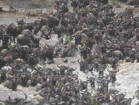 7 Days Midrange Great Migration Safari