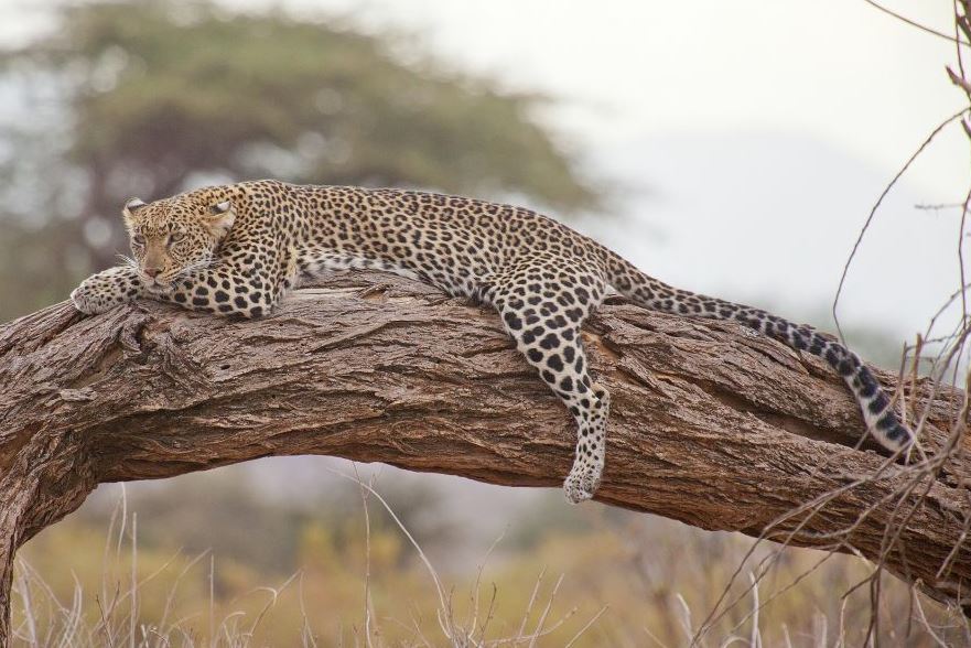 8 Day Combined Kenya & Tanzania Tour