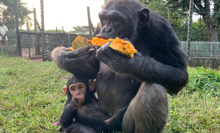 1 Day Best of Uganda Tour to Ngamba Island