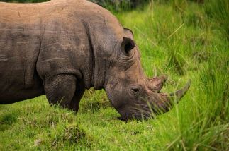 4 Day Rhinos & Murchison Falls Safari