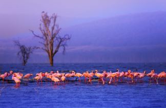 8 Day Kenya Big 5 Safari