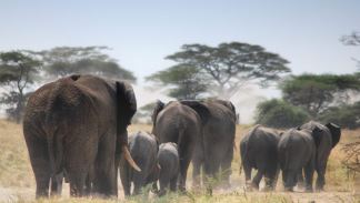 10 Day Tanzania Wildebeest Migration Classic Safari