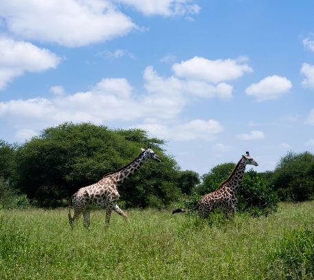 2 Day Mid-Range Tanzania Safari