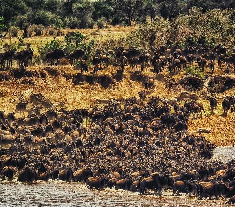 8 Day Wildebeest Migration Safari