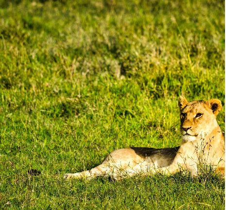 7 Day Safari In Tanzania