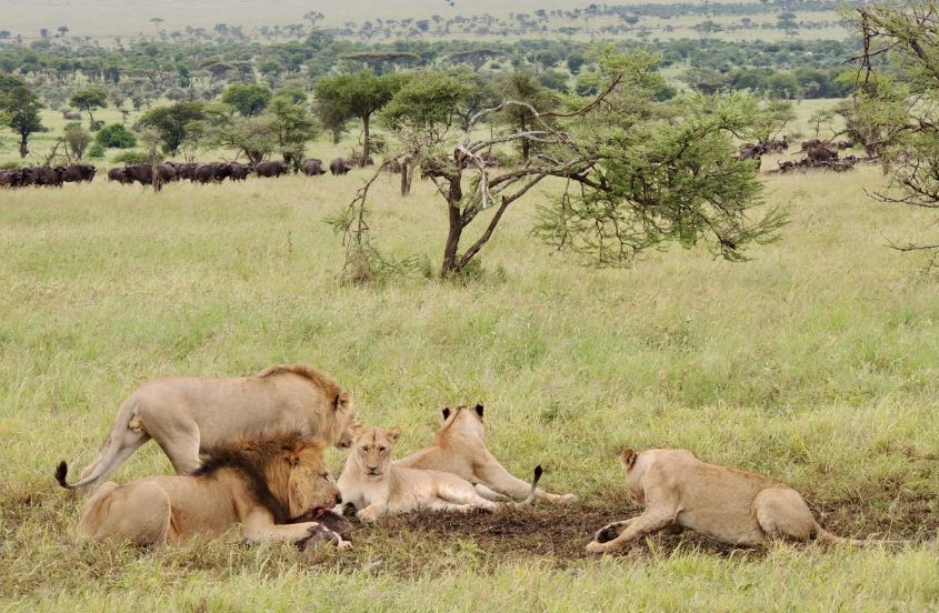 4 Day Tanzania Safari