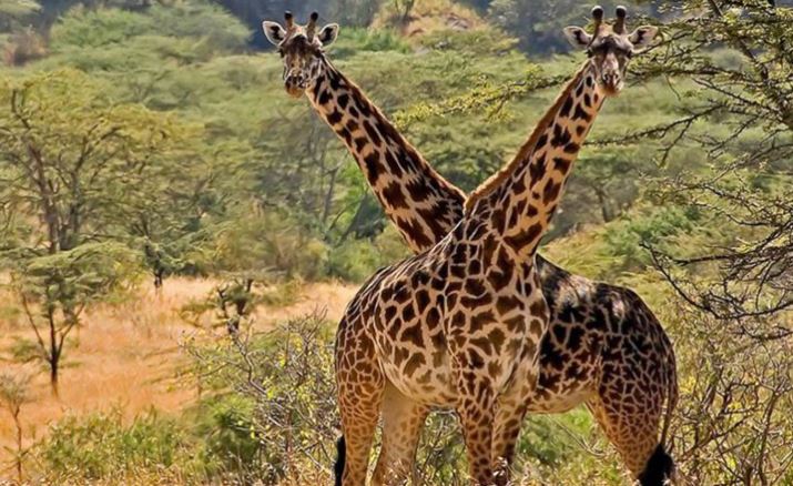 10 Day Best of Wild Uganda Safari with Gorilla Trekking