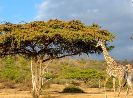 5 Day Serengeti Migration Tour