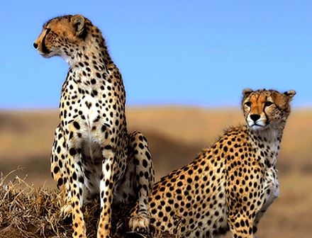 5 Day Tanzania Lodge Safari