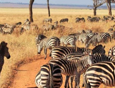 8 Day Migration Calving Season Safari