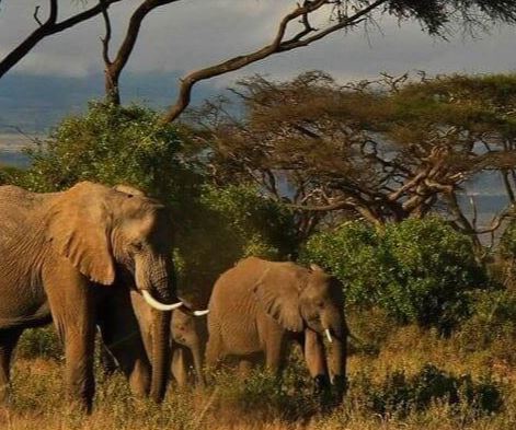 3 Days Masai Mara Budget Safari