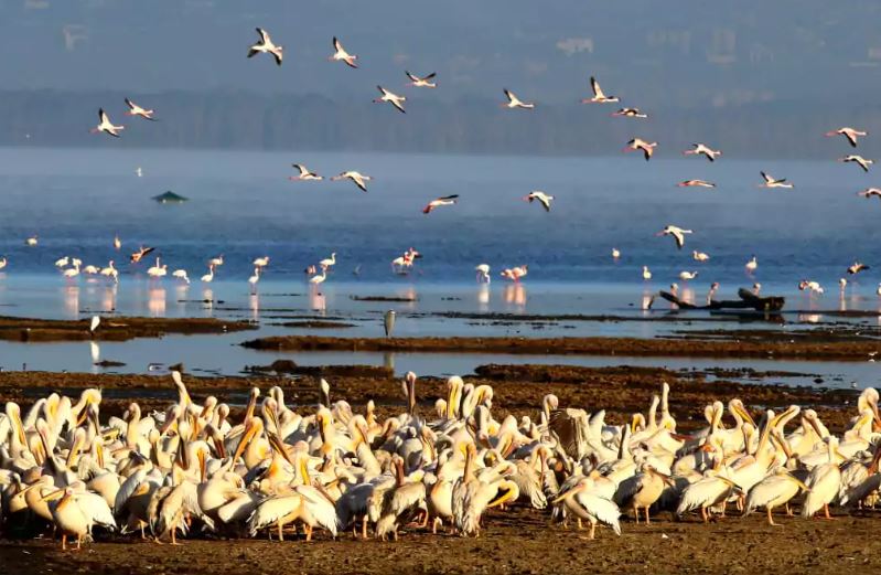 7-Day Samburu, Ol -Pejeta Conservancy, Lake Nakuru, Masai Mara National Reserve