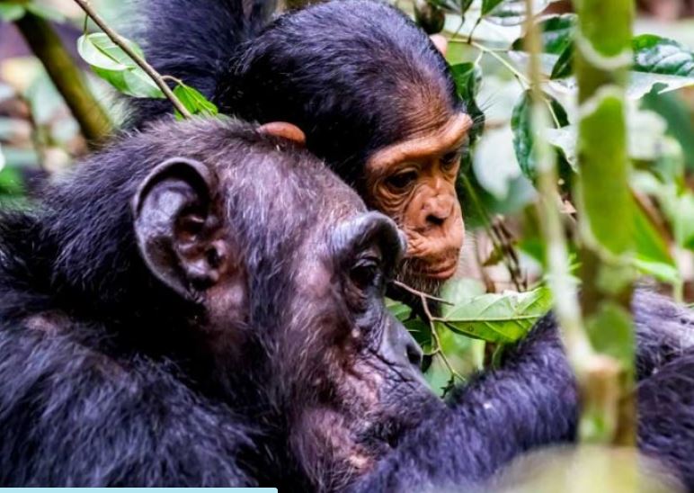 5 Day Luxury Gorilla & Chimpanzee Habituation Adventure