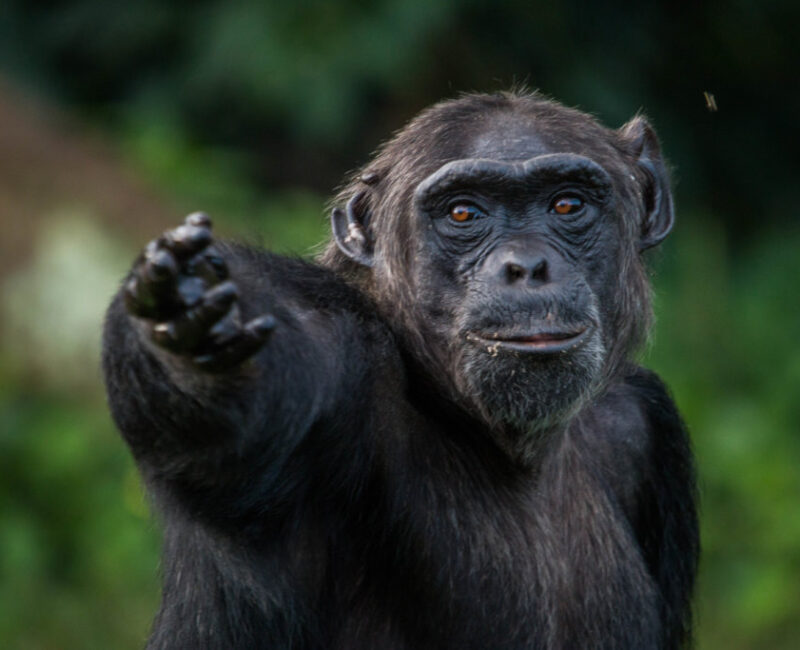 10 Days Uganda Wildlife & Primates Safari Tour