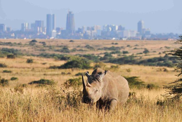 Nairobi National Park Safaris