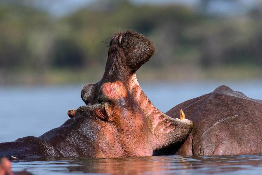 15-Day Ultimate Tour De East Africa in Kenya & Tanzania