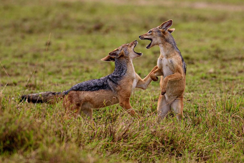 10 Day Luxury 360 Degree Kenya and Tanzania Safari