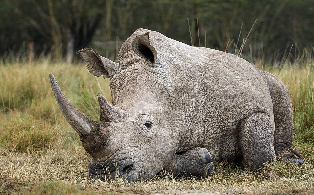 6-Day Amboseli, Lake Nakuru & Masai Mara-Upper-Mid-Range