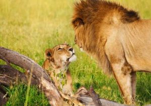 3 Days Amboseli National Park