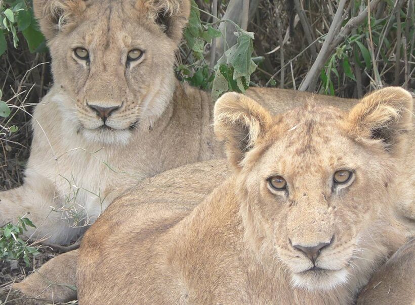 8 Days Northern Tanzania Safari