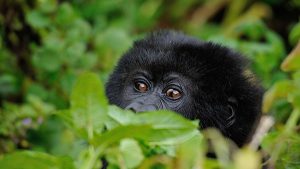 6 Days Bwindi Gorilla Trekking