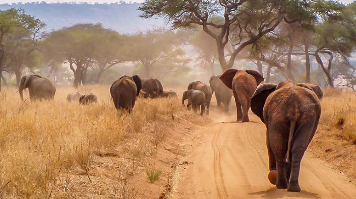 5 Days Perfect Family Tanzania Safari