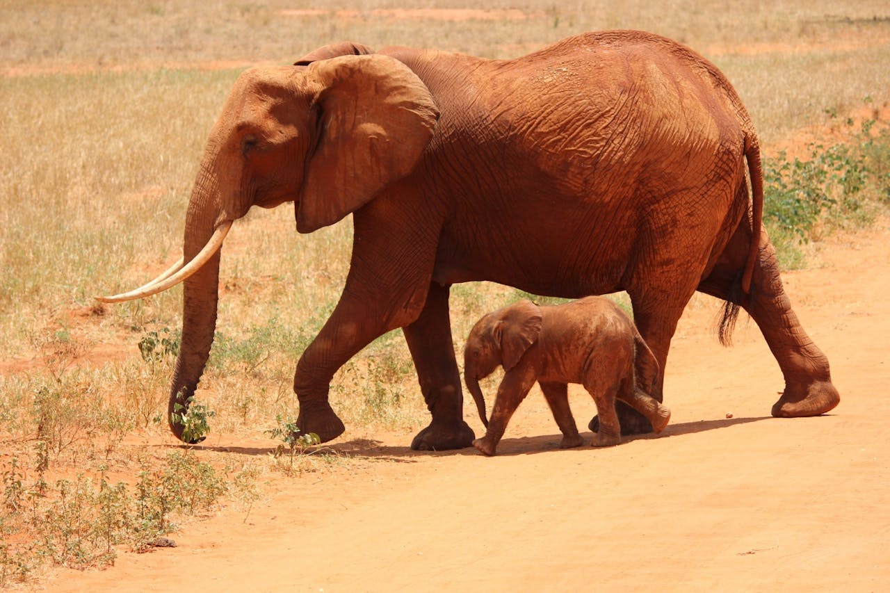 2 Days Tsavo Short Safari