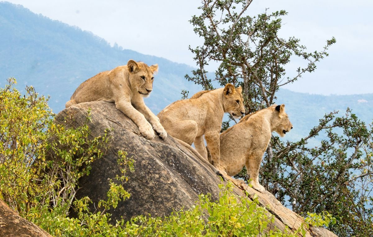 5 Days Kenya Cats Budget Safari