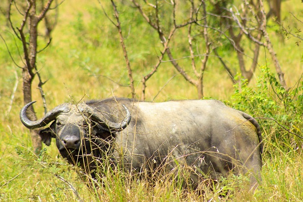 1 Day Akagera National Park Safari from Kigali