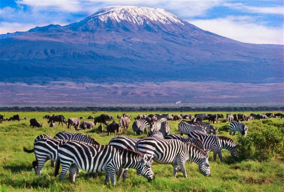10 Days Combined Kenya & Tanzania Lodge Budget Safari