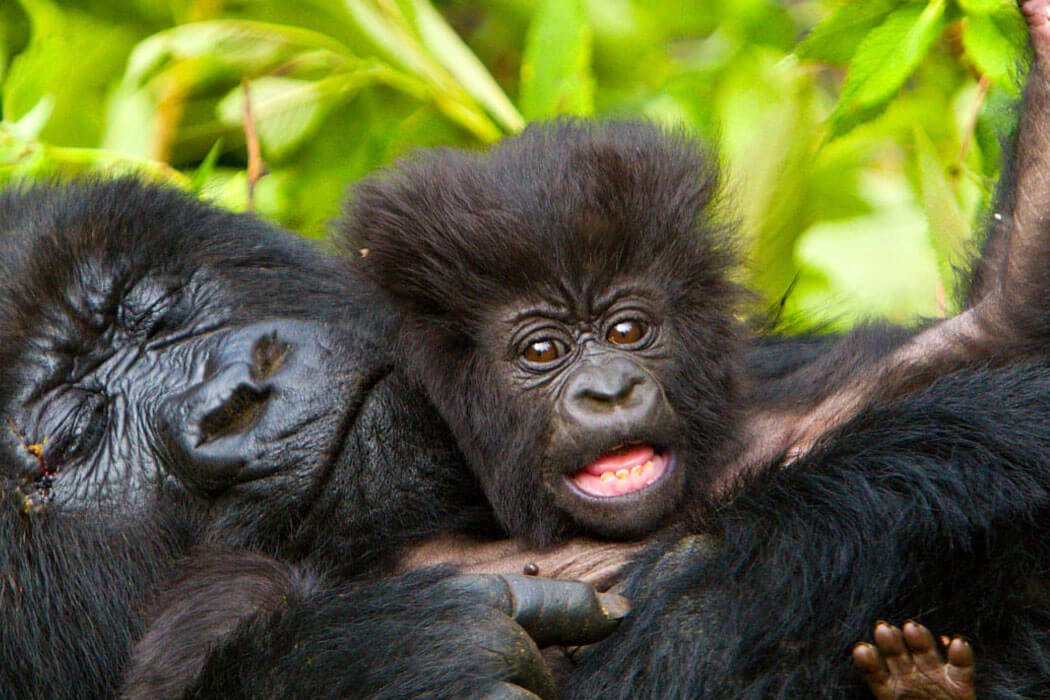 14 Day Best of Uganda Wildlife Gorilla Safari