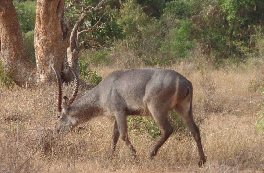 4 Day Watamu / Malindi Road Safari to Tsavo East, Amboseli and Tsavo West