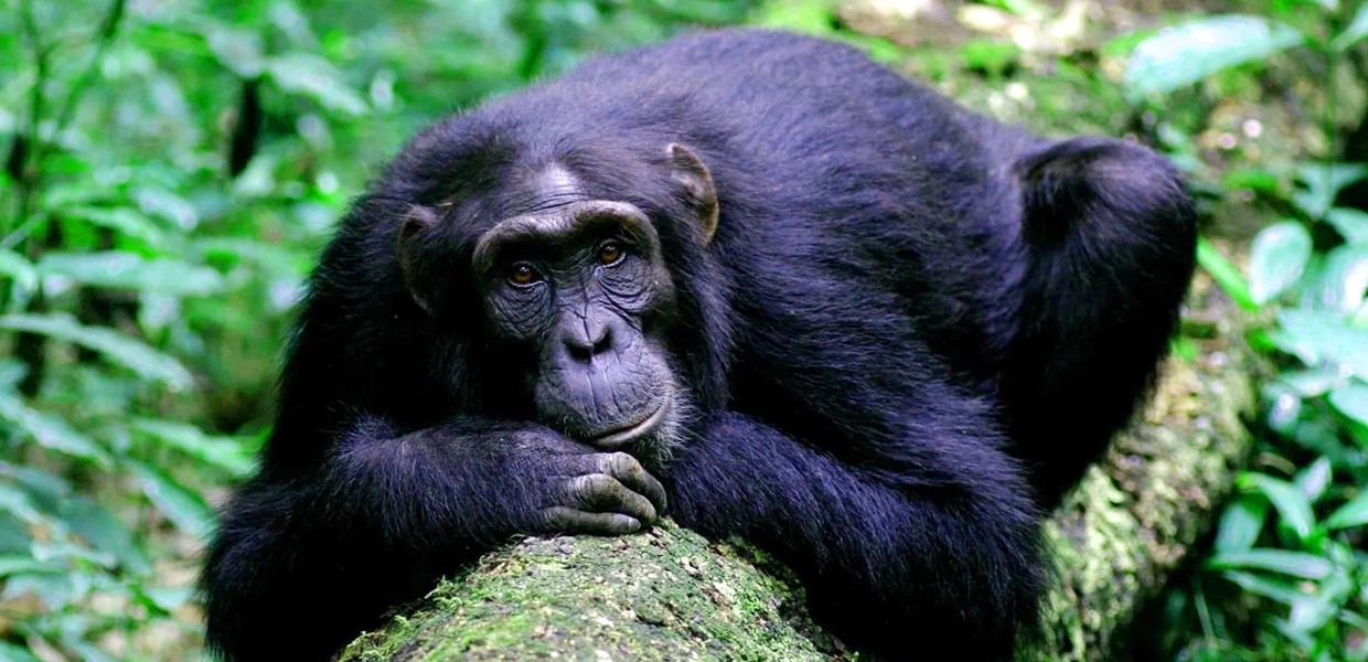 4 Days Queen Elizabeth Wildlife Tour