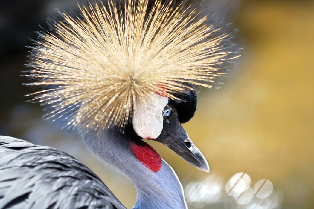 9 Days Rwanda Birds & Gorillas