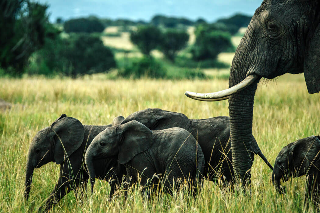 21 Days Around Uganda Safari