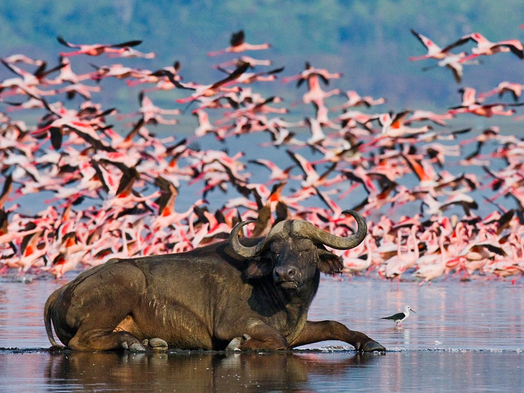 12 Days Kenya and Tanzania Luxury Safari