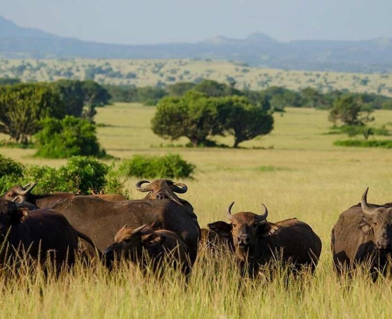24 Days Best of Uganda Wildness Adventure