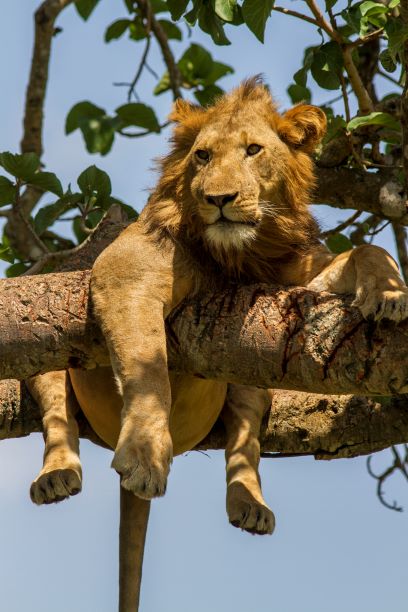 Queen Elizabeth National Park Safaris
