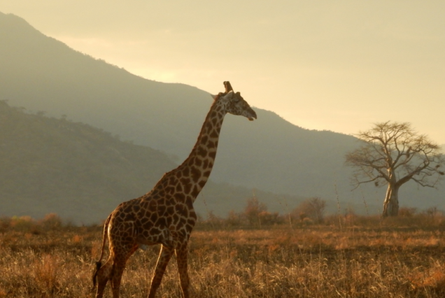 5 Day Tanzania Safari Northern Circut