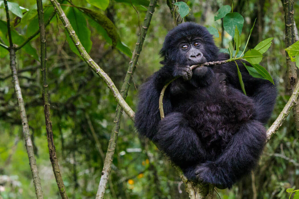 3 Day Rwanda to Uganda Gorilla Trekking
