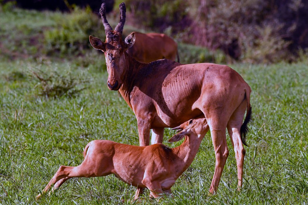 10 Days Uganda Safari