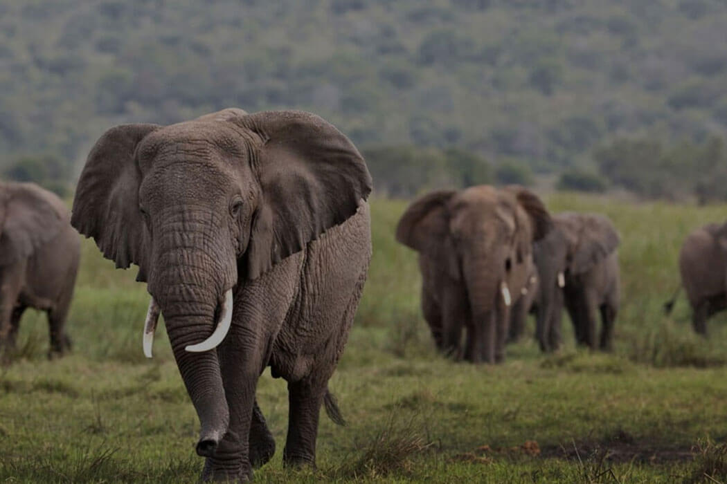 8 Days Rwanda & Uganda Gorillas and Wildlife