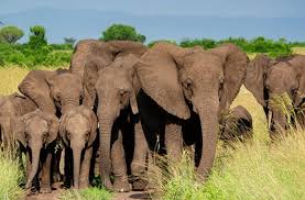 2 Days Queen Elizabeth National Park Safari