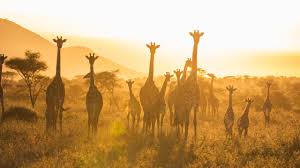 10 Days Magical Kenya & Tanzania Safari
